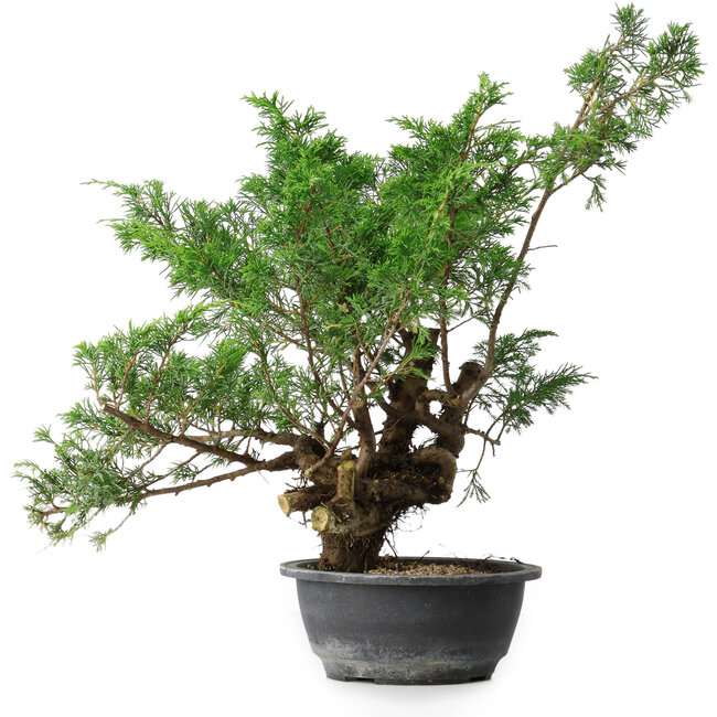 Juniperus chinensis, 44 cm, ± 18 ans