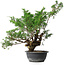 Juniperus chinensis, 44 cm, ± 18 anni