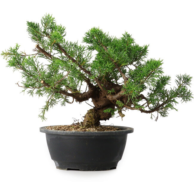 Juniperus chinensis, 24 cm, ± 18 ans