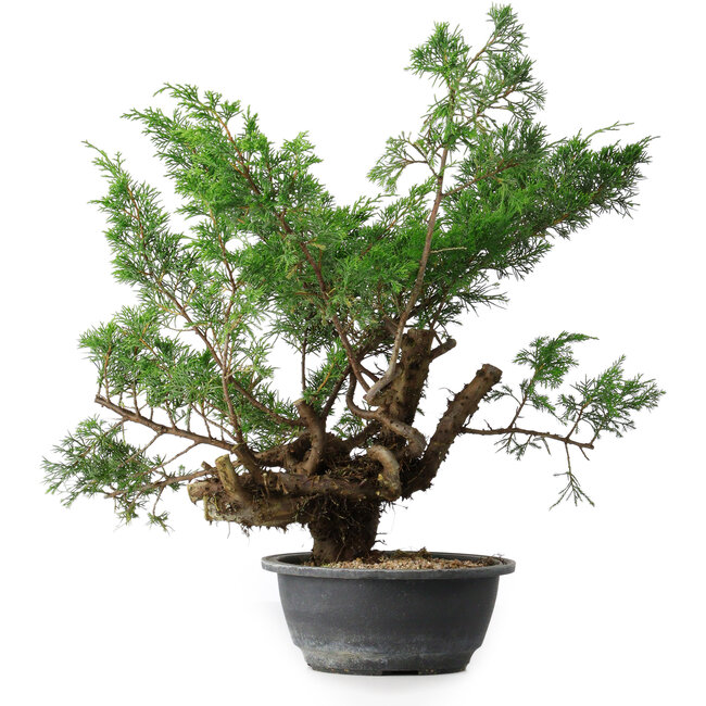 Juniperus chinensis, 44 cm, ± 18 jaar oud