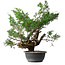 Juniperus chinensis, 44 cm, ± 18 years old