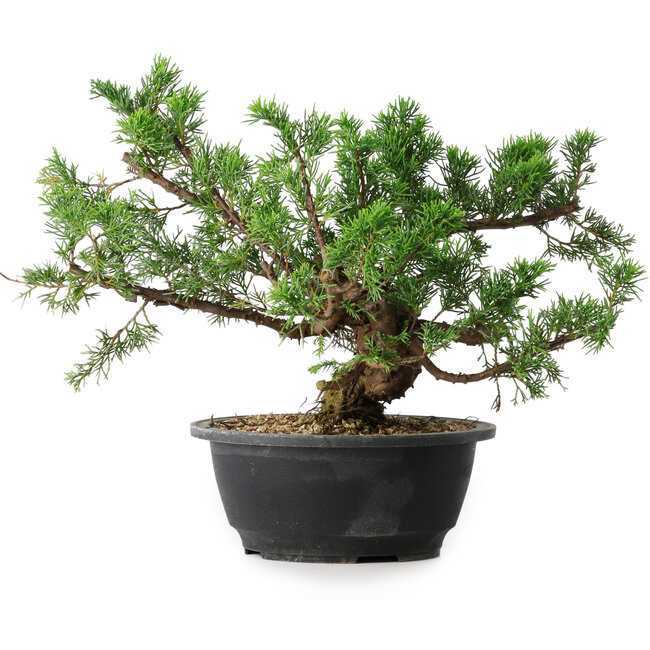 Juniperus chinensis, 24 cm, ± 18 anni