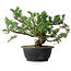 Juniperus chinensis, 24 cm, ± 18 years old