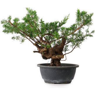 Juniperus chinensis, 29 cm, ± 18 anni Juniperus chinensis, 29 cm, ± 18 anni