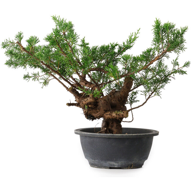 Juniperus chinensis, 29 cm, ± 18 ans
