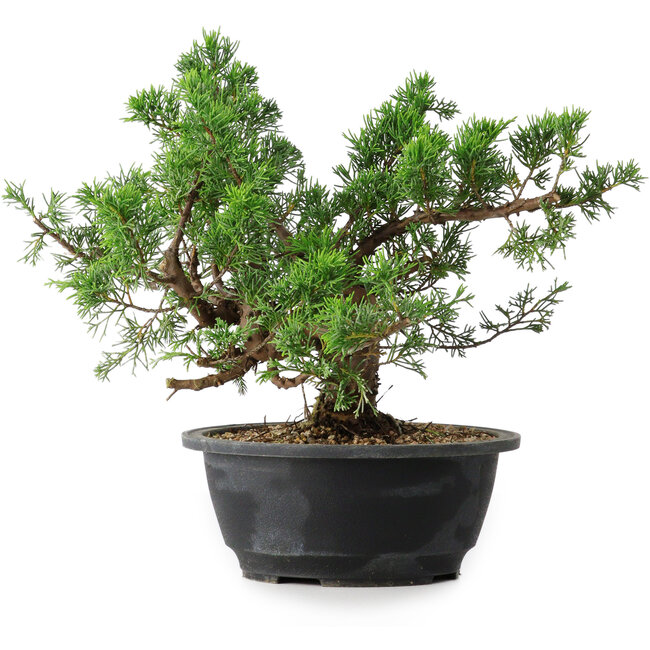 Juniperus chinensis, 24 cm, ± 18 años