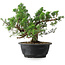 Juniperus chinensis, 24 cm, ± 18 anni