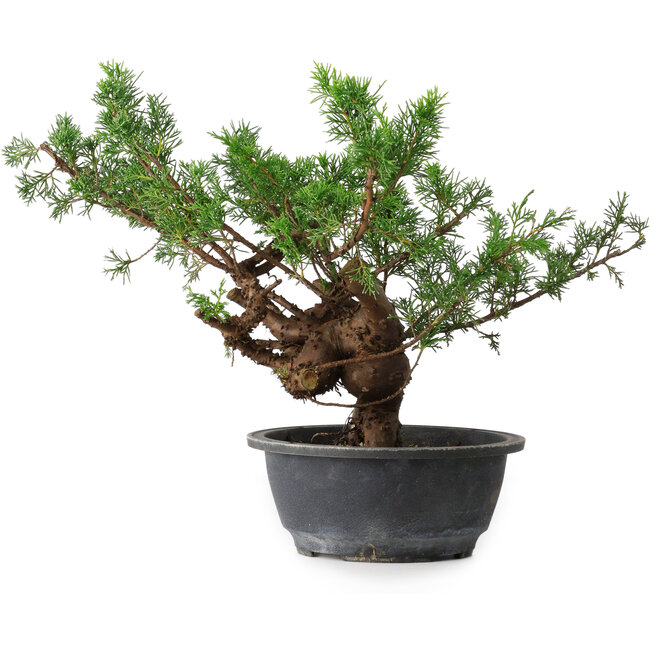 Juniperus chinensis, 29 cm, ± 18 ans