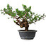 Juniperus chinensis, 29 cm, ± 18 ans