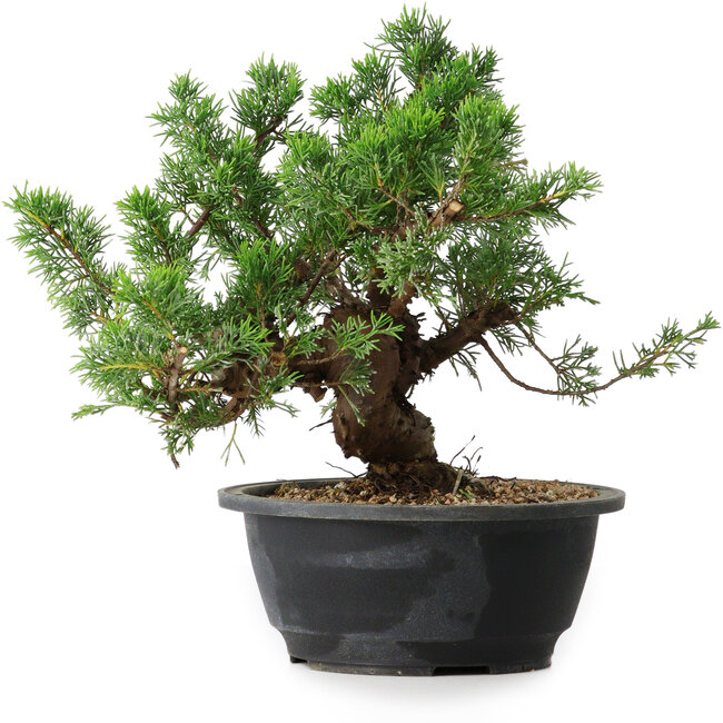 Juniperus chinensis, 24 cm, ± 18 años