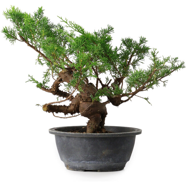 Juniperus chinensis, 29 cm, ± 18 años