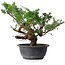 Juniperus chinensis, 29 cm, ± 18 ans