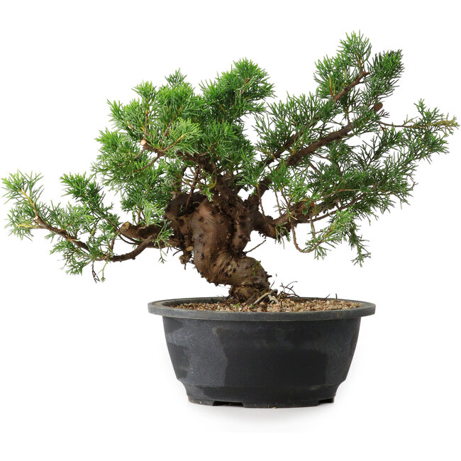 Juniperus chinensis, 24 cm, ± 18 ans