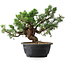Juniperus chinensis, 24 cm, ± 18 ans