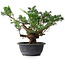 Juniperus chinensis, 29 cm, ± 18 ans