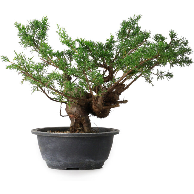Juniperus chinensis, 29 cm, ± 18 anni