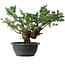 Juniperus chinensis, 29 cm, ± 18 ans