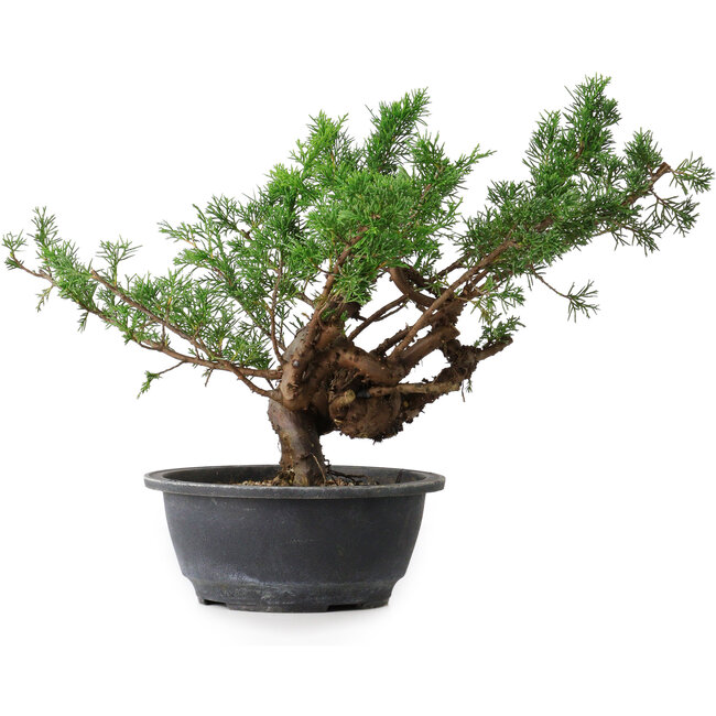 Juniperus chinensis, 29 cm, ± 18 years old