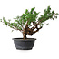 Juniperus chinensis, 29 cm, ± 18 ans