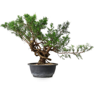 Juniperus chinensis, 33,5 cm, ± 18 ans