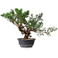Juniperus chinensis, 33,5 cm, ± 18 years old