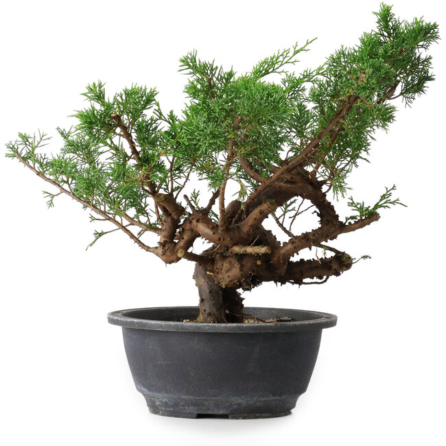 Juniperus chinensis, 29 cm, ± 18 jaar oud