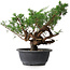 Juniperus chinensis, 29 cm, ± 18 ans