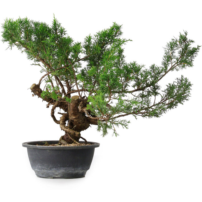 Juniperus chinensis, 33,5 cm, ± 18 jaar oud