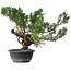 Juniperus chinensis, 33,5 cm, ± 18 years old