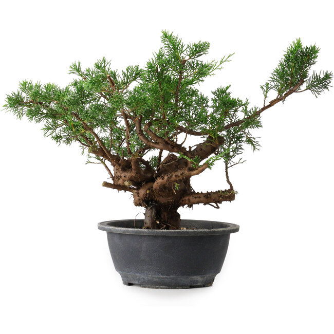 Juniperus chinensis, 29 cm, ± 18 jaar oud