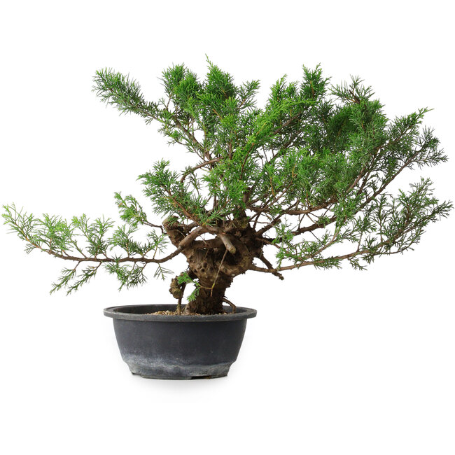 Juniperus chinensis, 33,5 cm, ± 18 jaar oud
