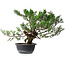 Juniperus chinensis, 33,5 cm, ± 18 ans