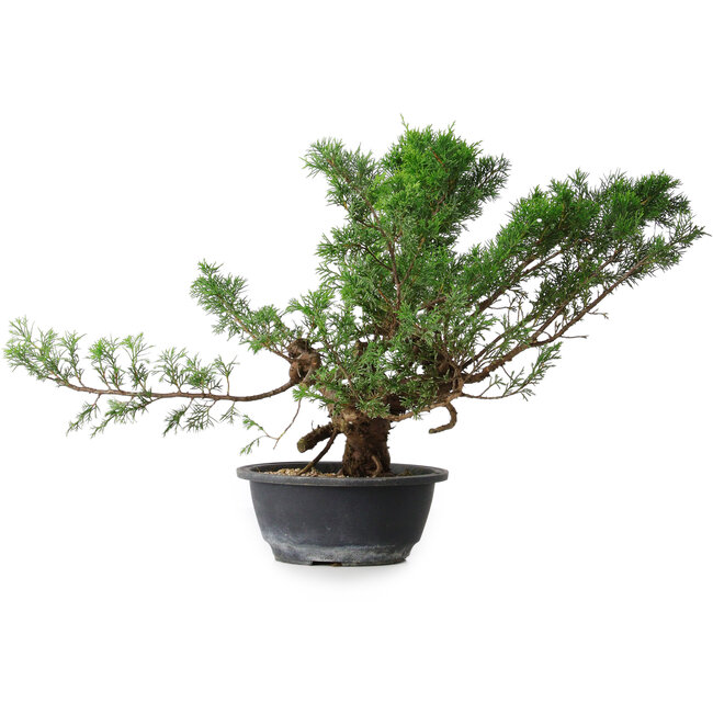 Juniperus chinensis, 33,5 cm, ± 18 ans