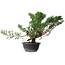 Juniperus chinensis, 33,5 cm, ± 18 ans