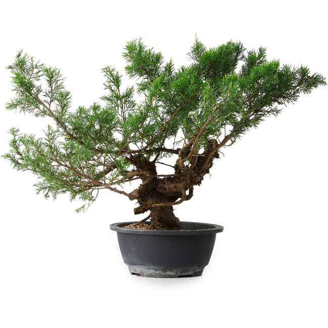 Juniperus chinensis, 33,5 cm, ± 18 jaar oud