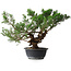 Juniperus chinensis, 33,5 cm, ± 18 anni