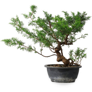 Juniperus chinensis, 31,5 cm, ± 18 ans