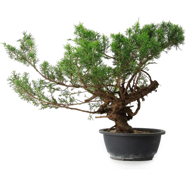 Juniperus chinensis, 33,5 cm, ± 18 jaar oud