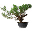 Juniperus chinensis, 33,5 cm, ± 18 ans
