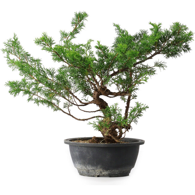 Juniperus chinensis, 31,5 cm, ± 18 ans