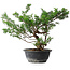 Juniperus chinensis, 31,5 cm, ± 18 years old
