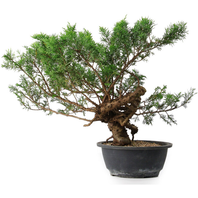 Juniperus chinensis, 33,5 cm, ± 18 years old