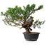 Juniperus chinensis, 33,5 cm, ± 18 ans