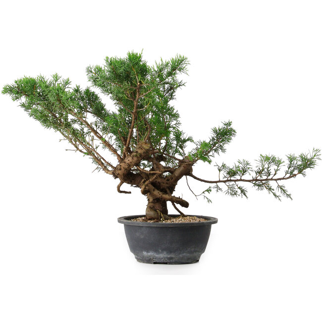 Juniperus chinensis, 33,5 cm, ± 18 ans