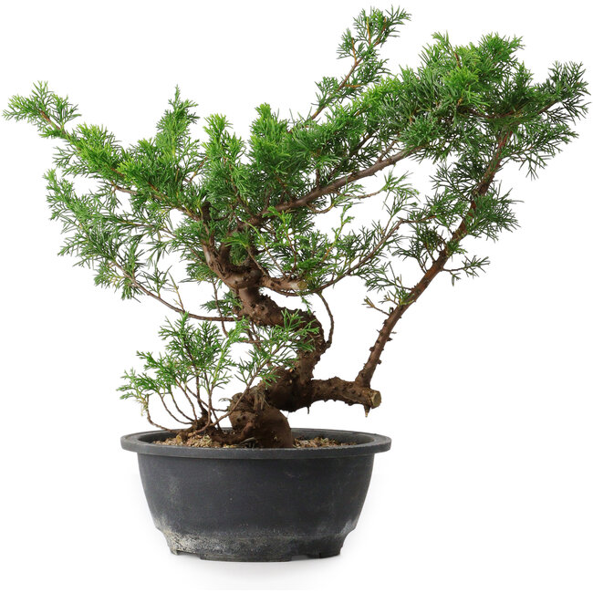 Juniperus chinensis, 31,5 cm, ± 18 jaar oud