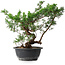 Juniperus chinensis, 31,5 cm, ± 18 years old