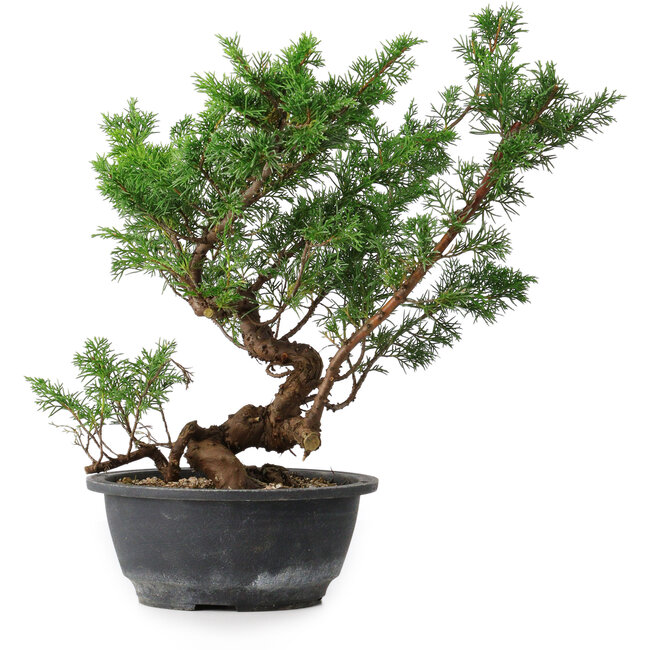 Juniperus chinensis, 31,5 cm, ± 18 años