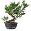 Juniperus chinensis, 31,5 cm, ± 18 ans