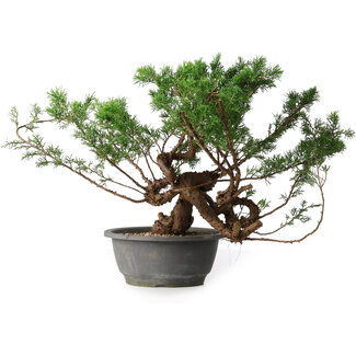 Juniperus chinensis, 29 cm, ± 18 ans