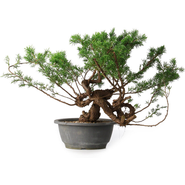 Juniperus chinensis, 29 cm, ± 18 years old